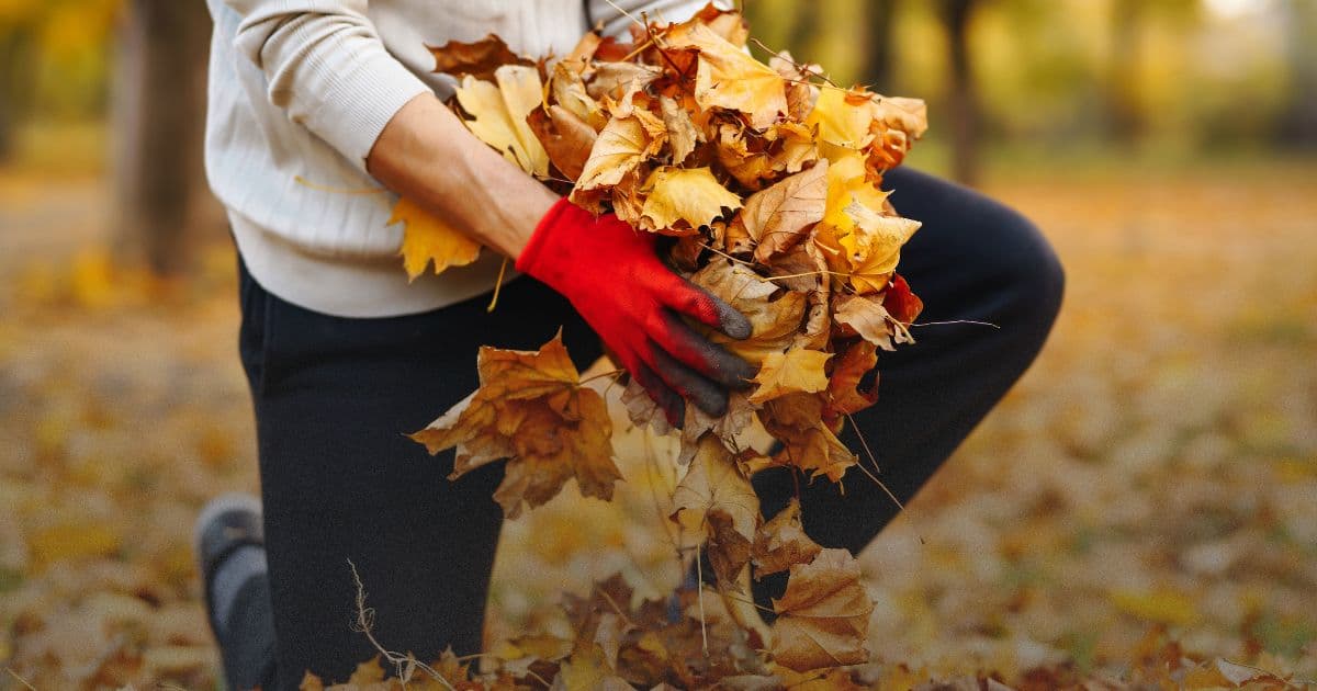 Fall Cleanout Guide: Dumpster Rental for Autumn Projects - Dumpster rental guides